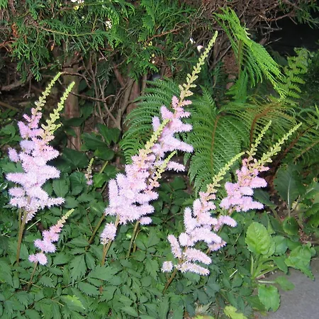 Fruehstueckspension Huber Casa de hóspedes